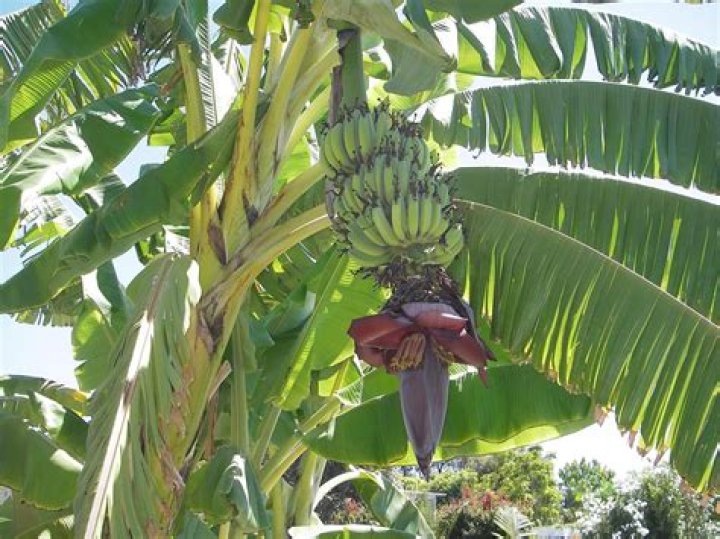 Where are banana trees native