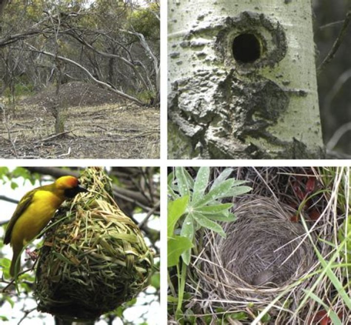 Where do birds build nests class4