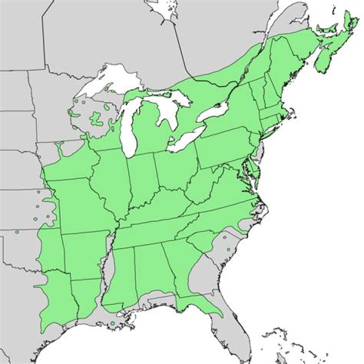 Where do white ash trees grow