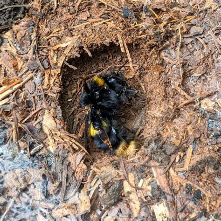 Where does bumblebee bat live