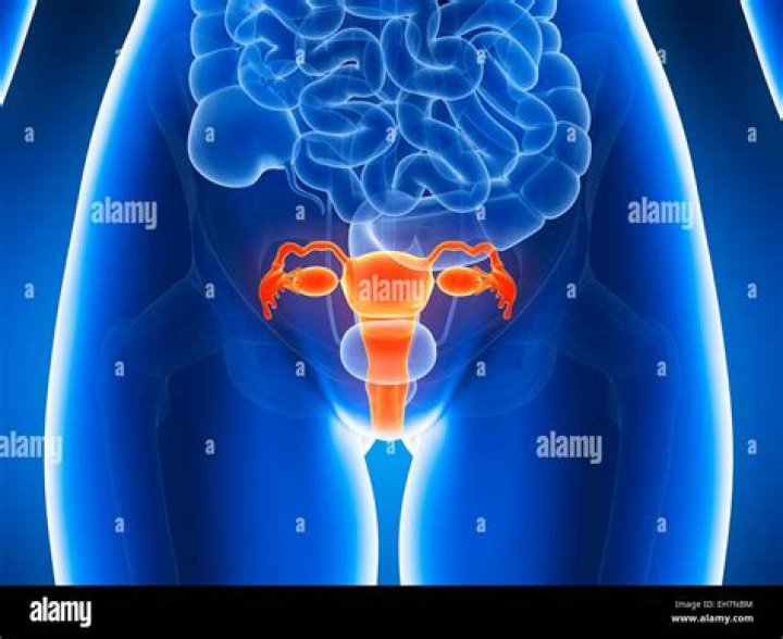 Where is a womans uterus located