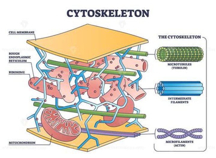 Where is the cytoskeleton located