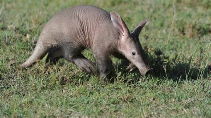 Which animal that has a trunk