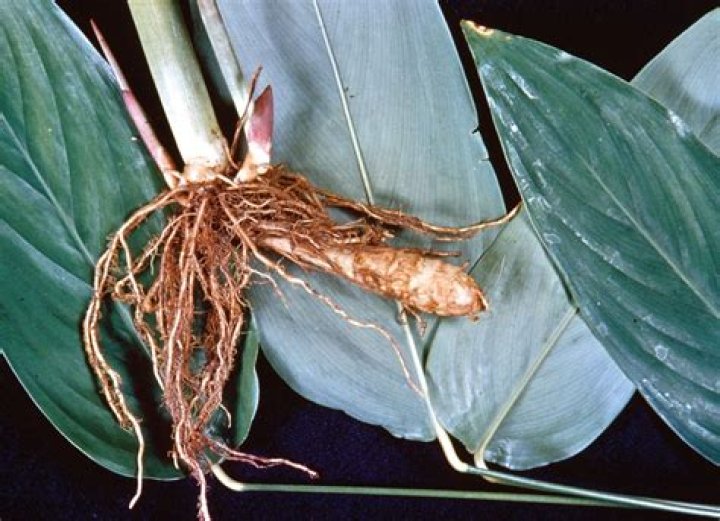 Which part of arrowroot is edible