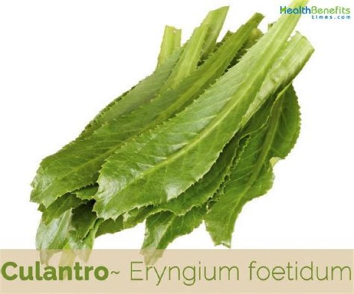 Which part of culantro do you eat