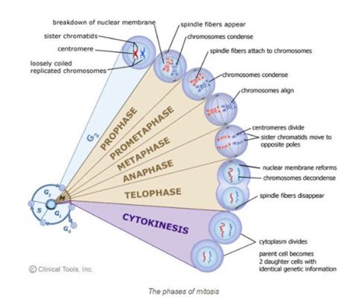 Which phase has shortest duration