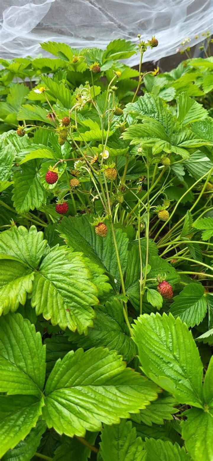 Why are my strawberries small