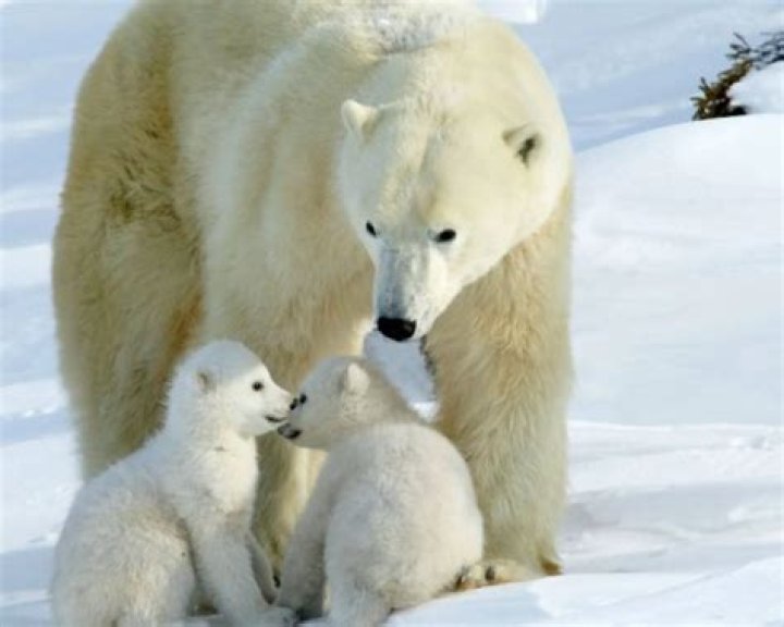 Why are polar bears important to humans