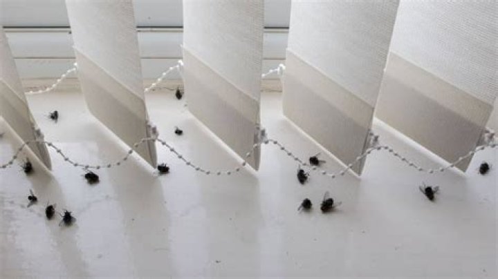 Why are there dead flies on my window sill