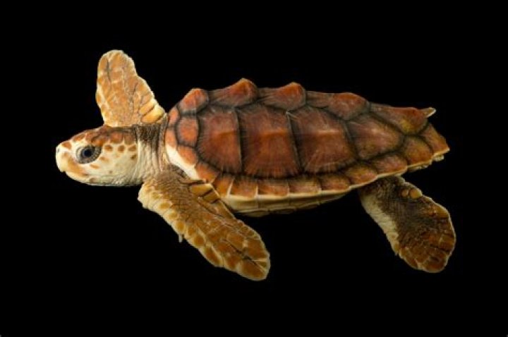 Why are they called loggerhead turtles