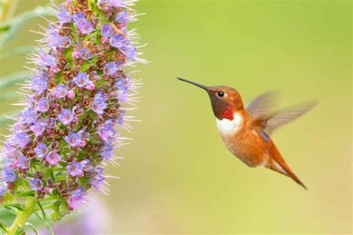 Why is agave bad for hummingbirds
