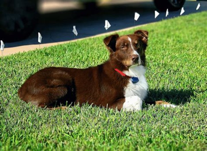 Why is my dog watch fence beeping