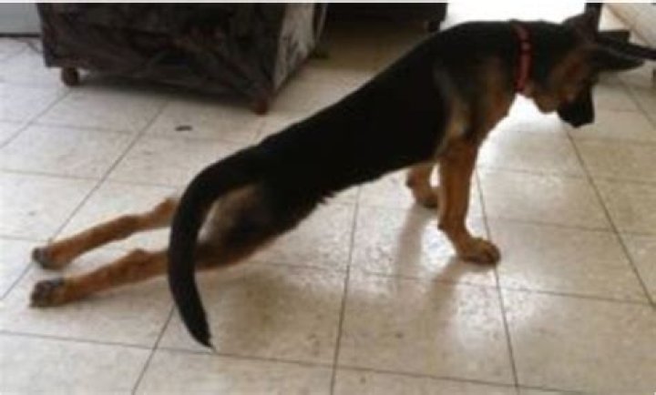 Why is my dog weak and cant walk