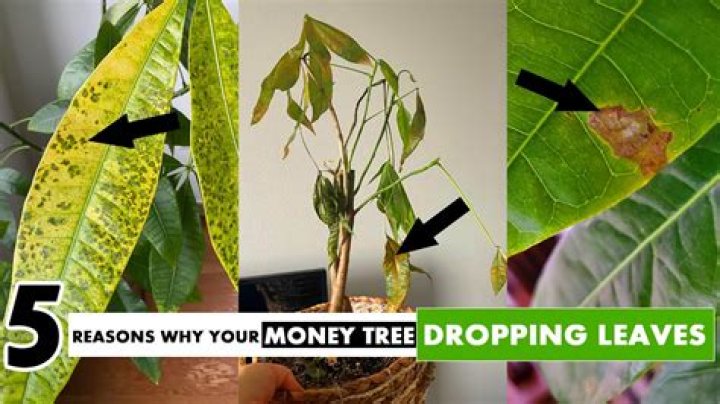 Why is my money tree losing color