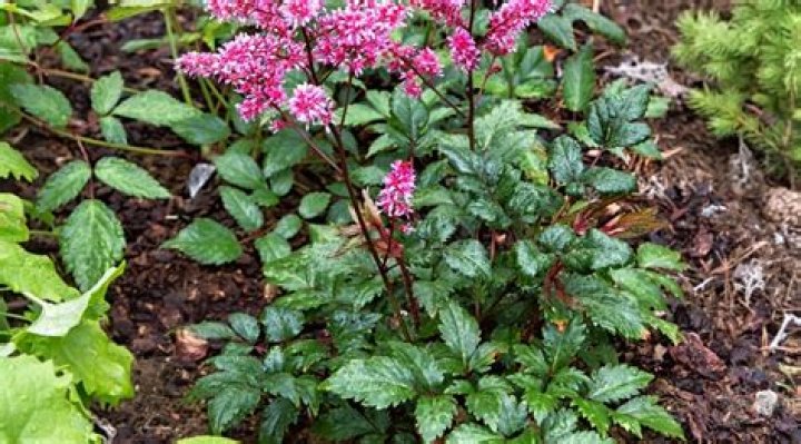 Will astilbe bloom more than once