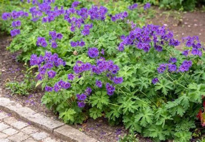 Will geraniums grow in full shade
