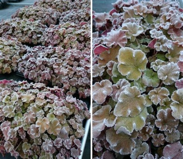 Will heucheras survive winter