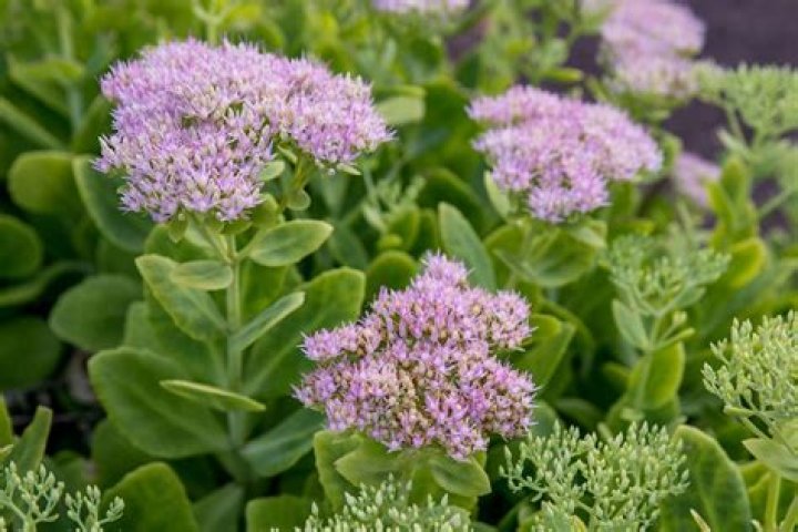 Will stonecrop survive winter