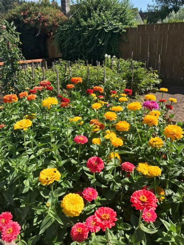 Will zinnias bloom more than once